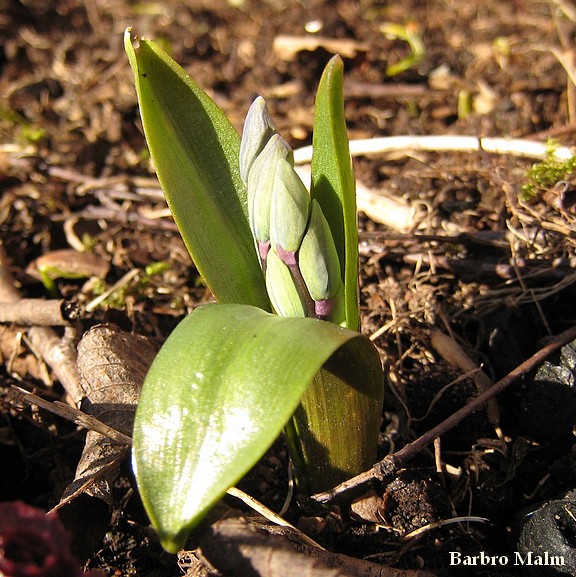 Scilla