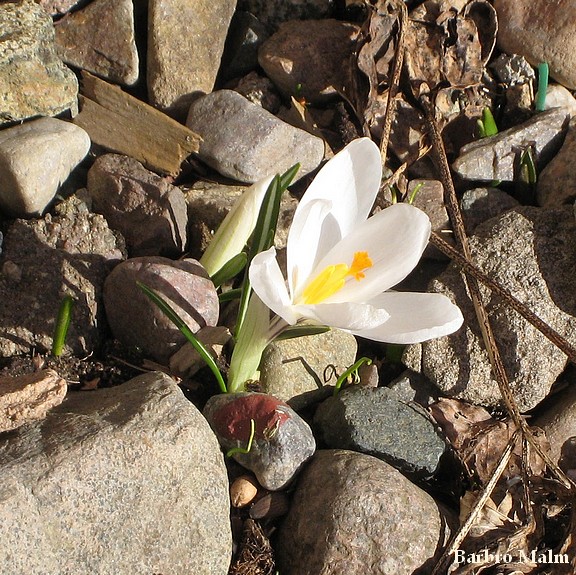 Vit krokus