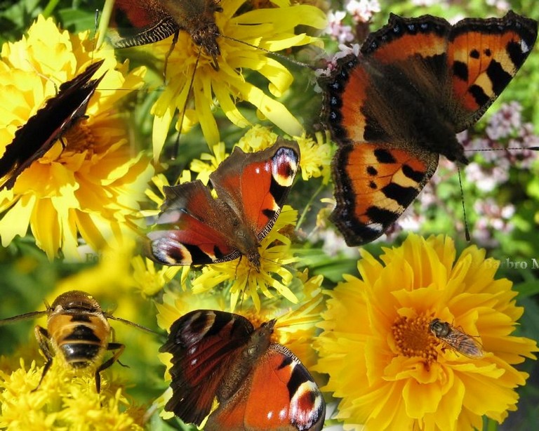 Fjärilar (collage)