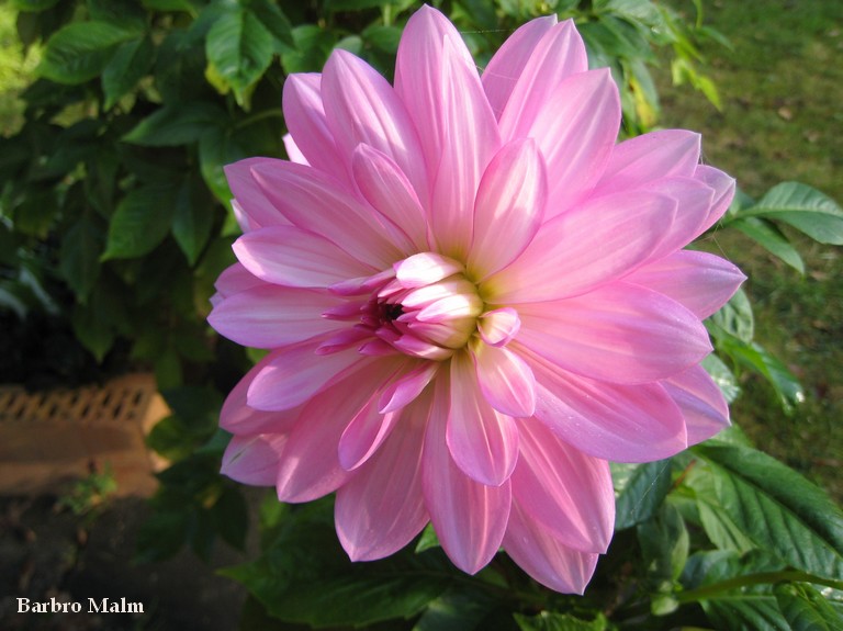 Dahlia