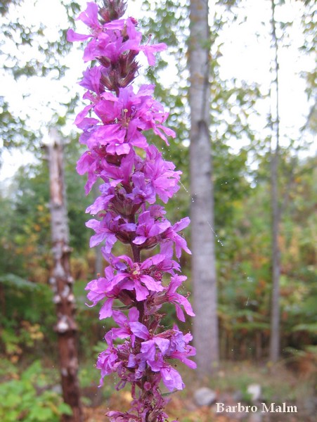 Fackelblomster