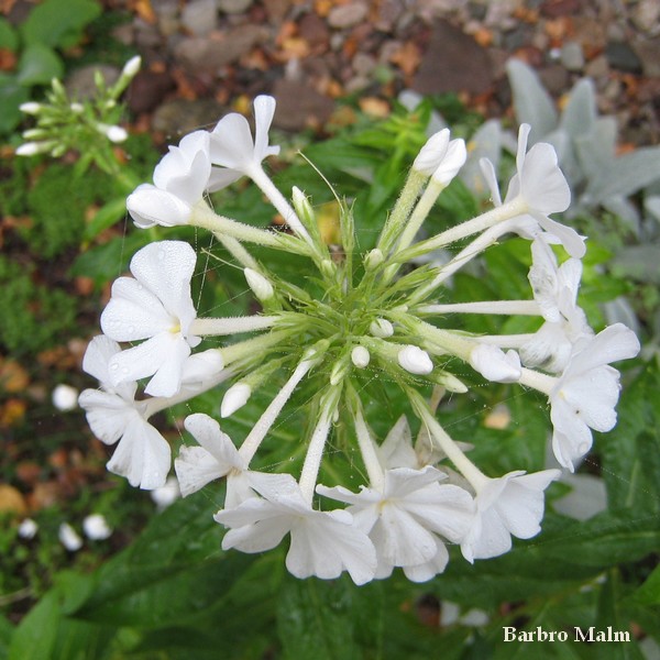 H�stflox