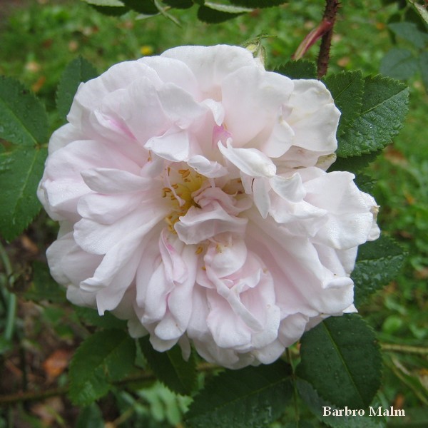 Ros (Stanwell Perpetual)