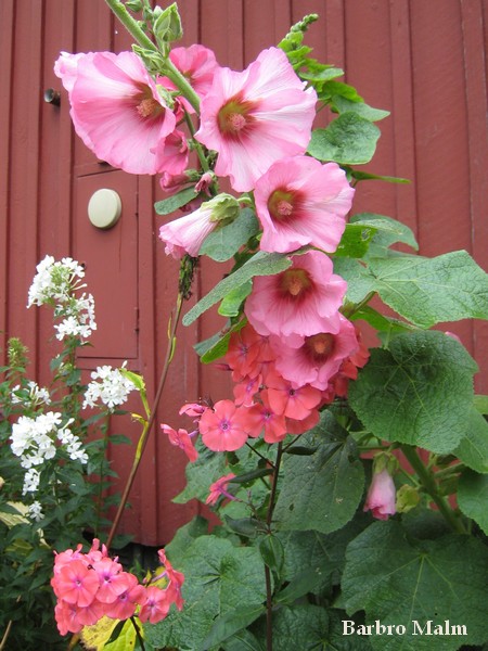 Stockros