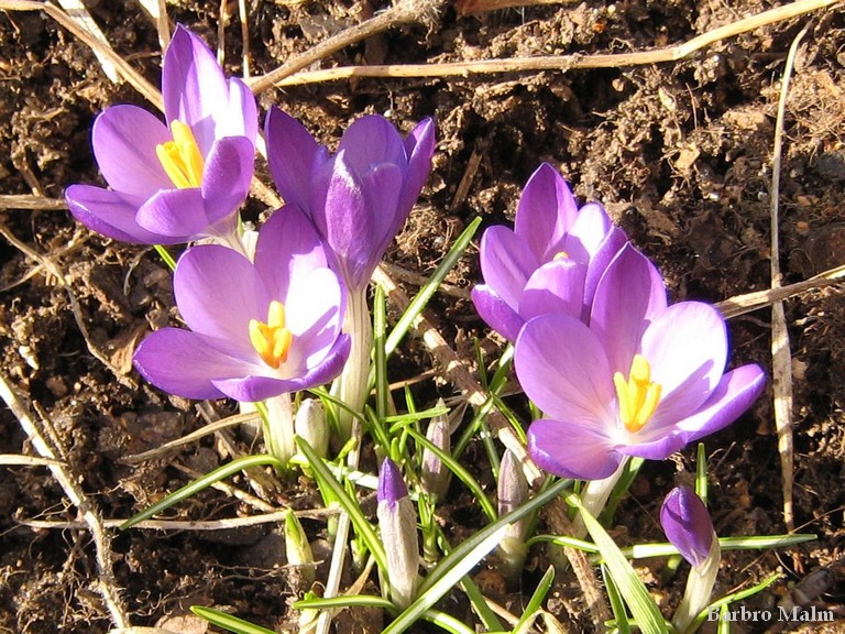 krokusar