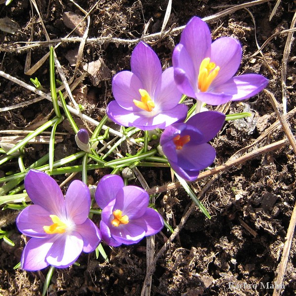 krokusar