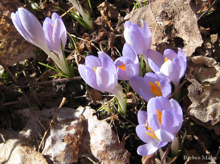 Bl� krokus