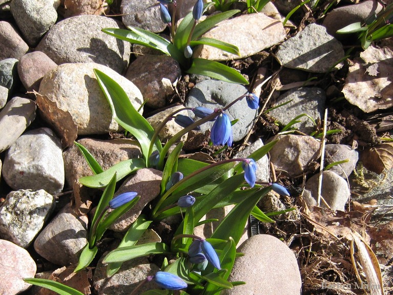 Scilla