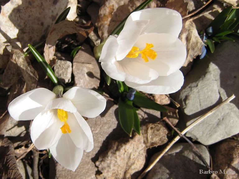 Vit krokus