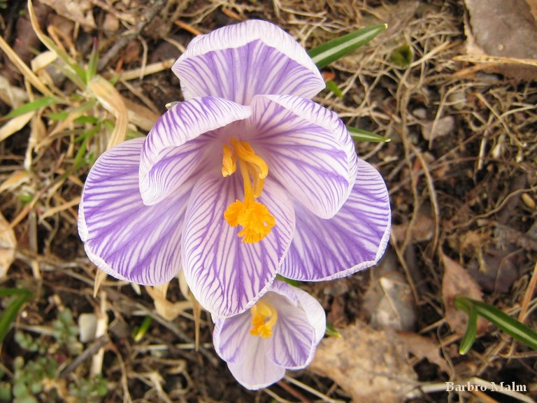 Bl� krokus
