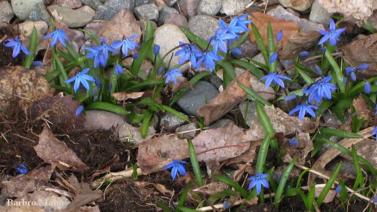 Scilla