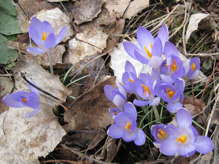 Tidig v�rkrokus