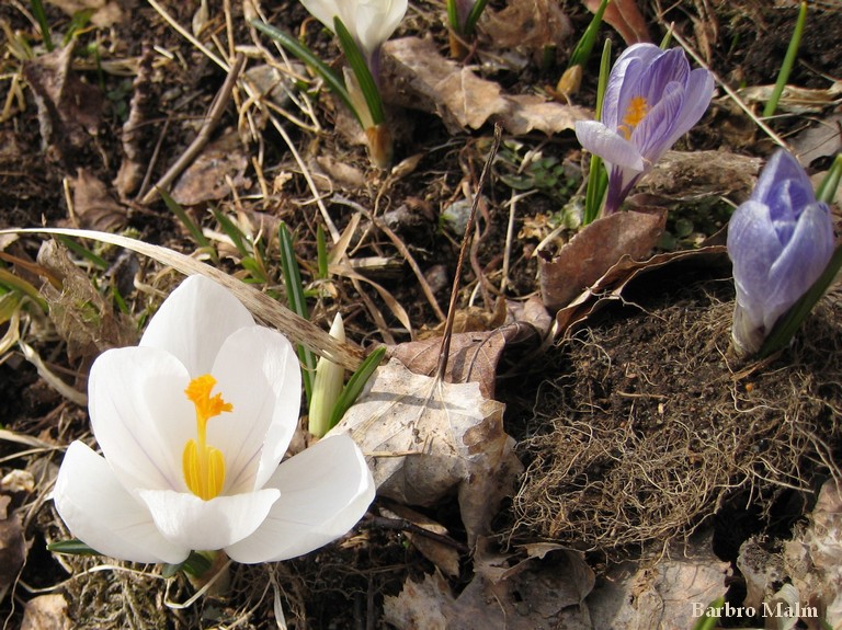 Vit krokus