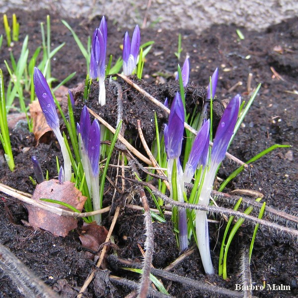 Krokusknoppar