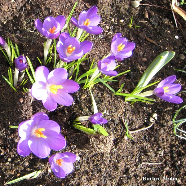 Krokus