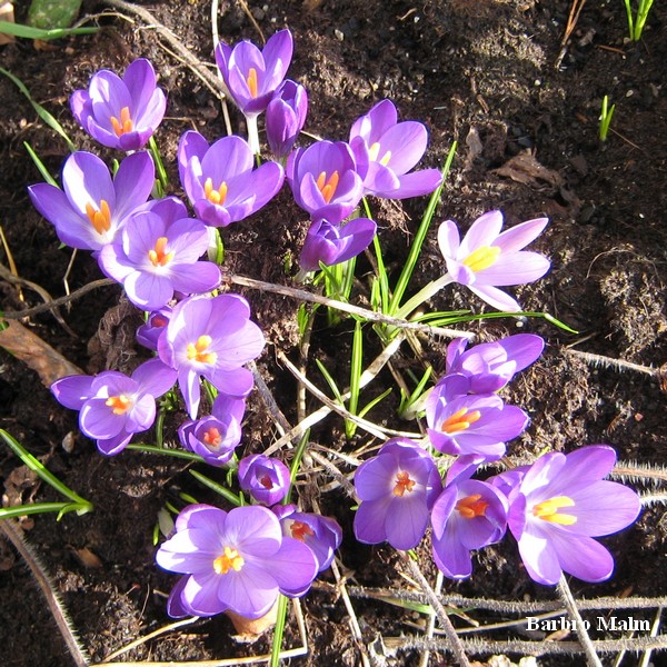 Krokus