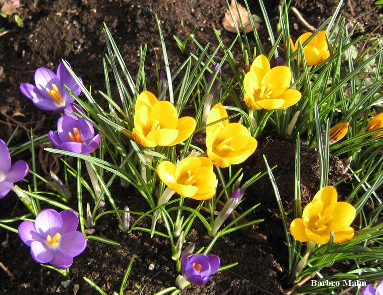 Krokus