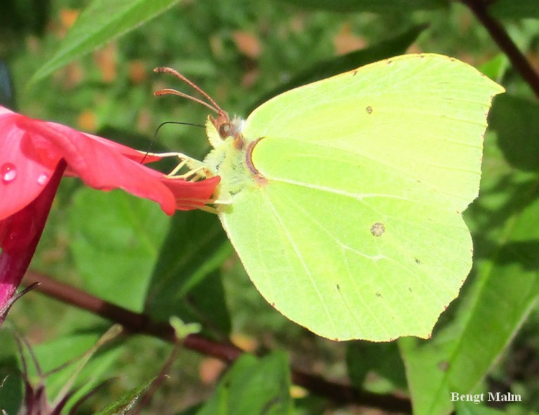 Citronfj�ril