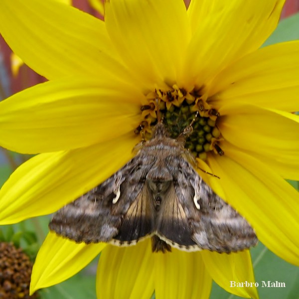 Gammafly