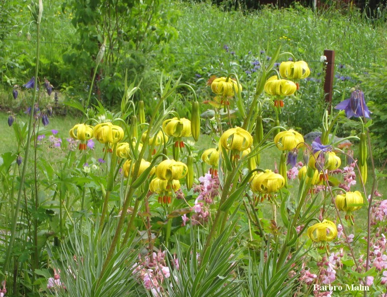 Citronella