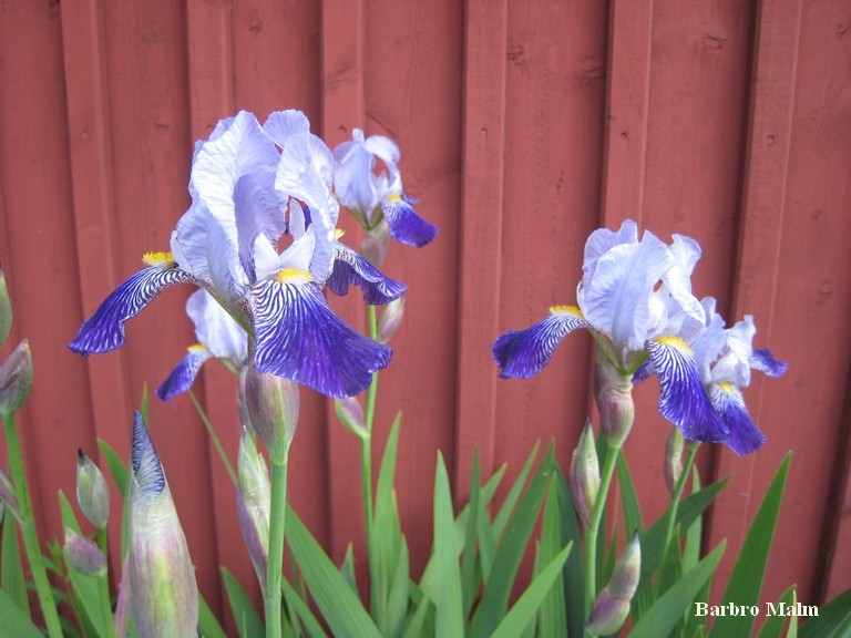 Iris
