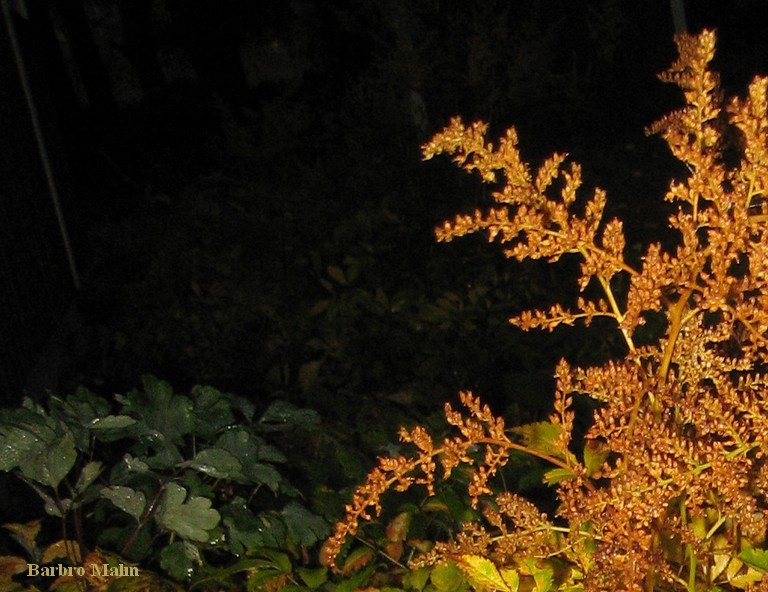 Astilbe
