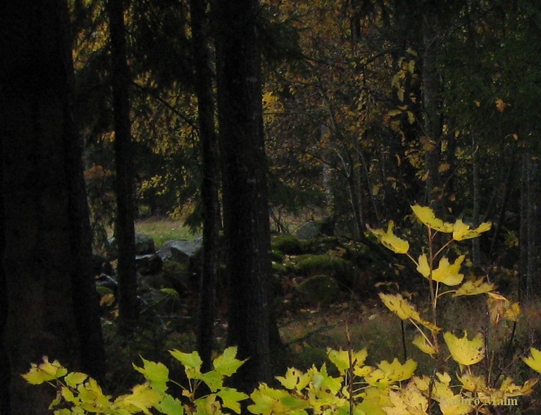 Skogsbryn