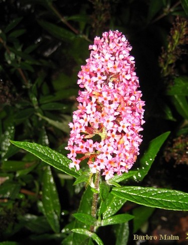 Buddleja