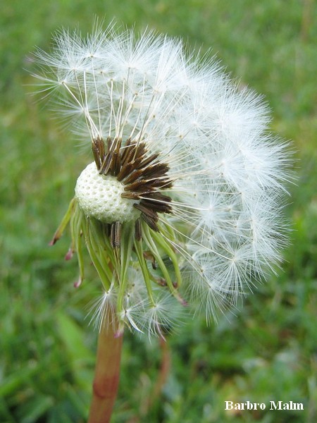 maskrosens fr�n