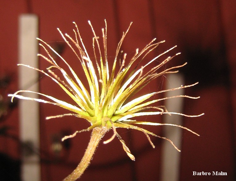 Clematis