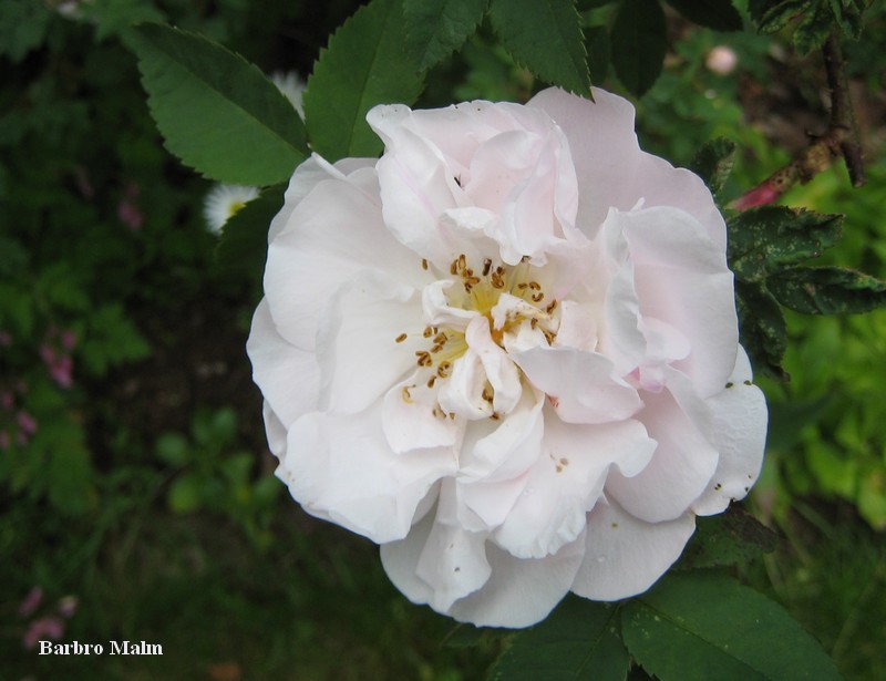 Rosen Stanwell Perpetual