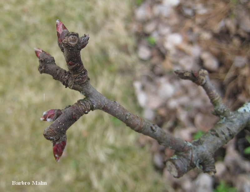 Blad- och blomknoppar (2-3 april 2017)