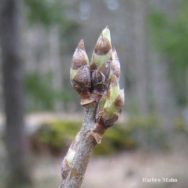 Knoppar av r�da vinb�r