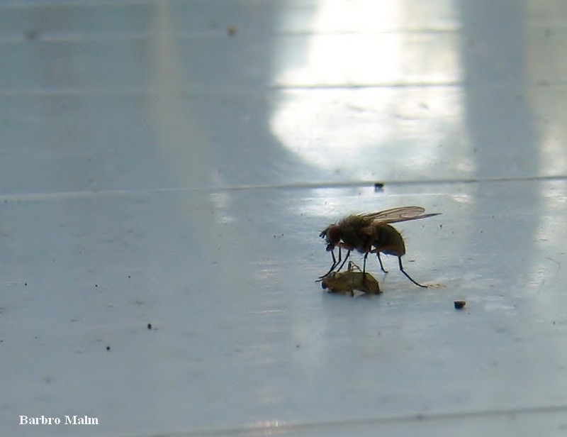 Fluga som unders�ker en d�d insekt