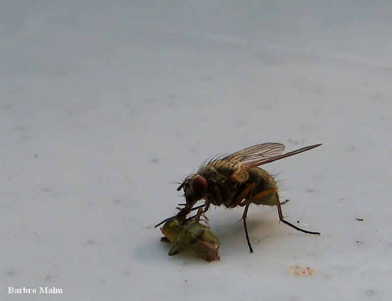 Fluga som unders�ker en d�d insekt