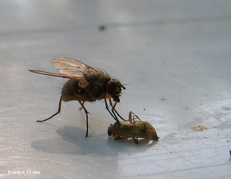 Fluga som unders�ker en d�d insekt