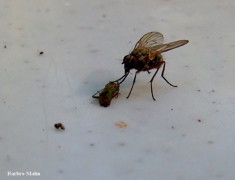 Fluga som unders�ker en d�d insekt
