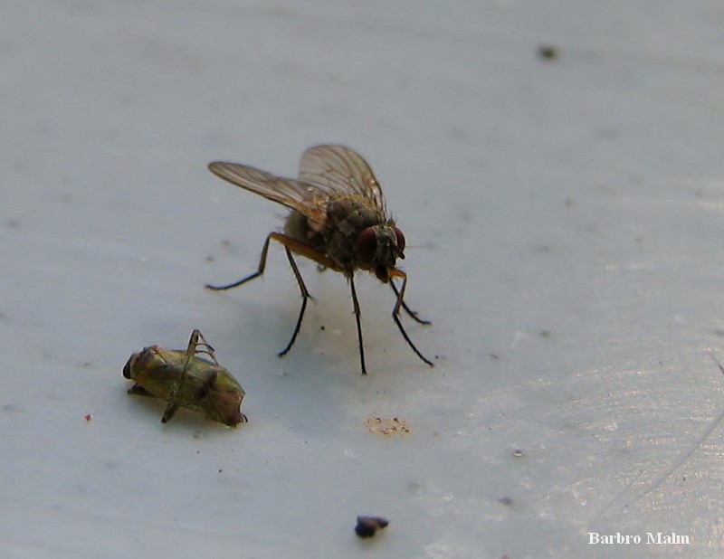 Fluga som unders�ker en d�d insekt
