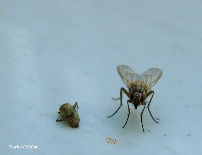 Fluga som unders�ker en d�d insekt