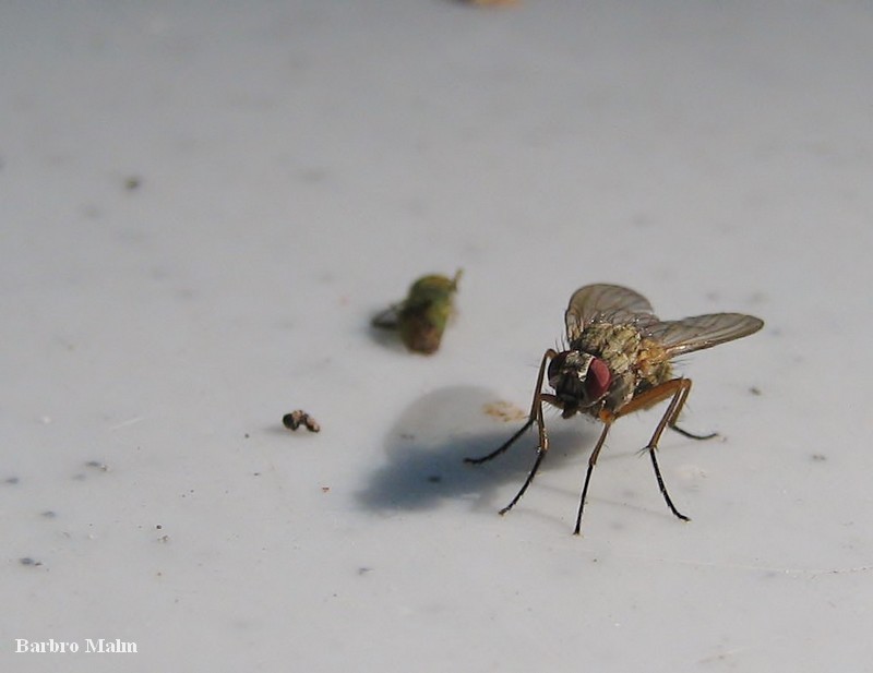 Fluga som unders�ker en d�d insekt