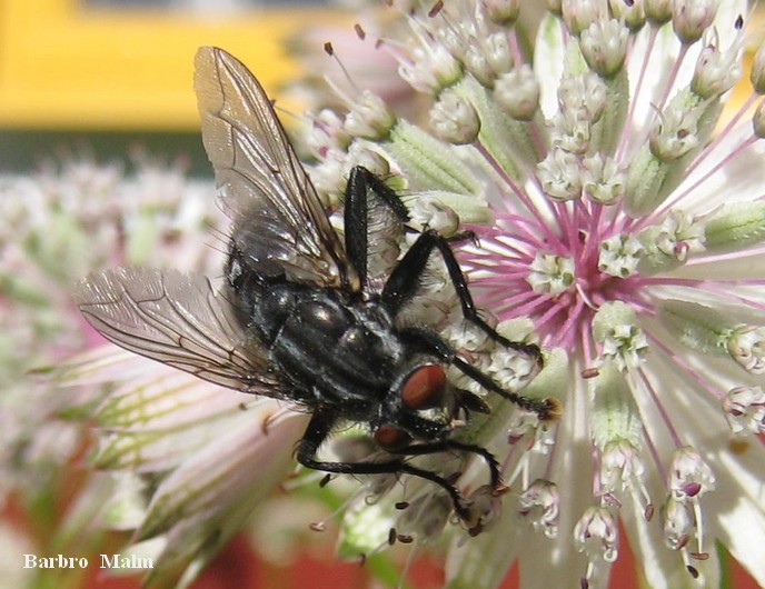 Fluga p� stj�rnflocka