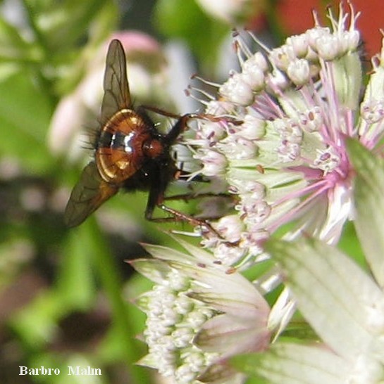 Fluga p� stj�rnflocka