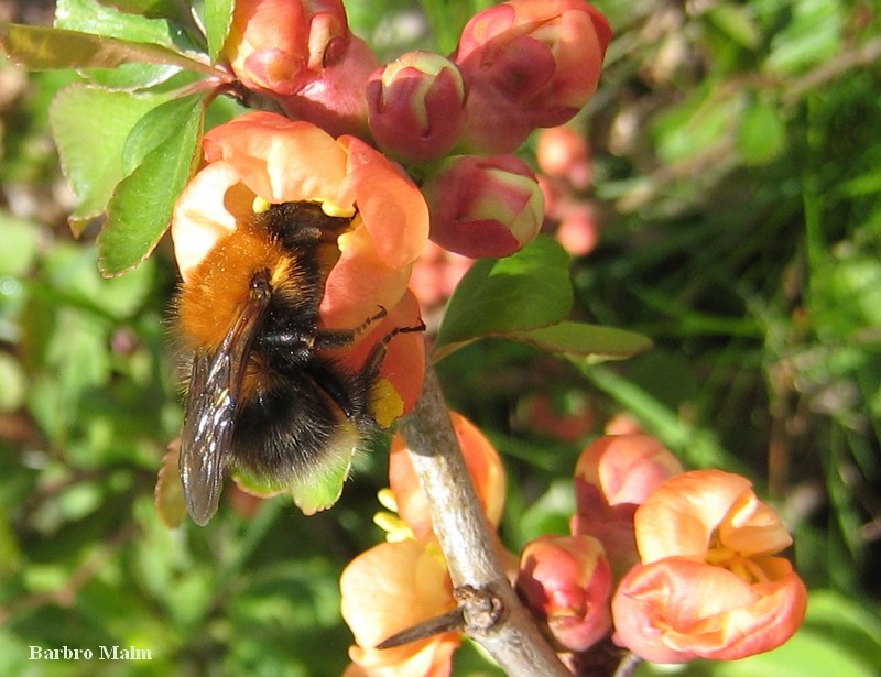 Humla p� rosenkvitten