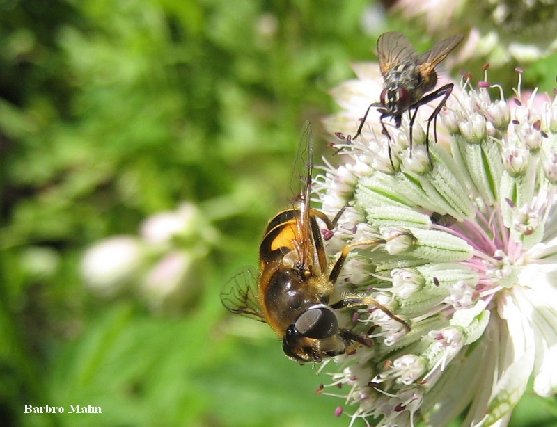 Blomfluga p� stj�rnflocka