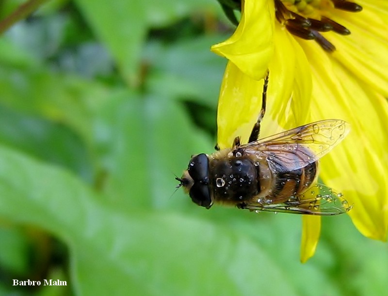 Blomfluga p� h�stsolros