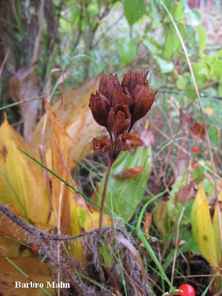 Fr�hus av gullviva