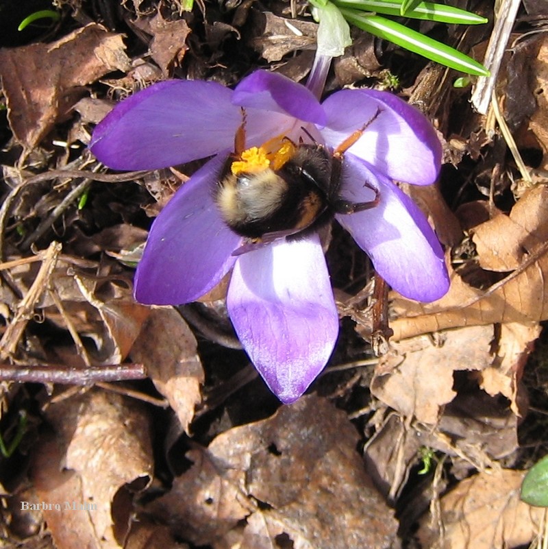 Jordhumla p� krokus