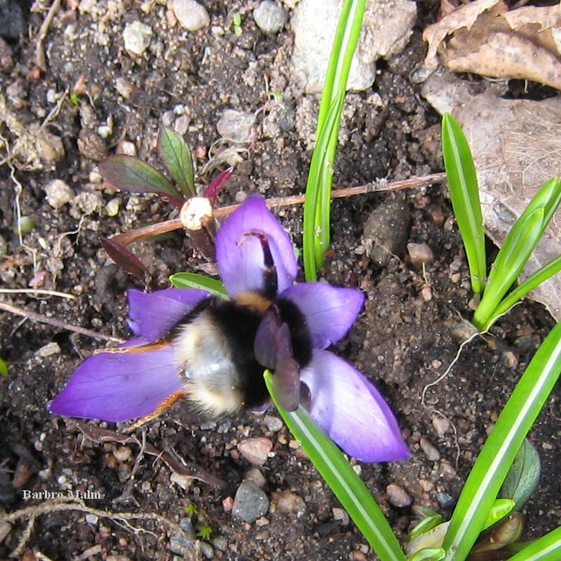 Jordhumla p� krokus