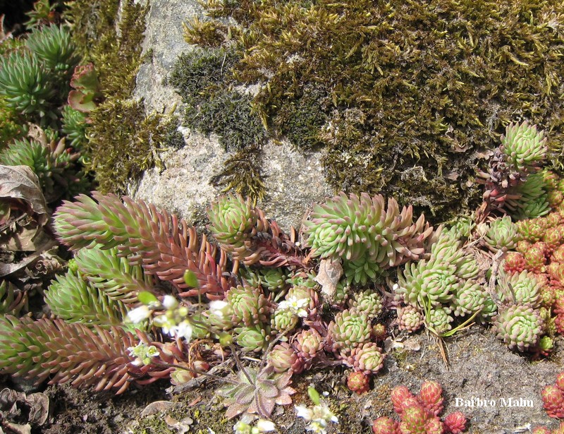 V�xter p� stenmur