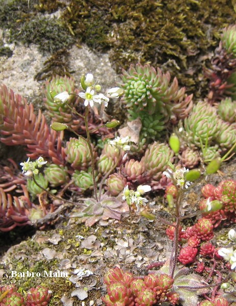 V�xter p� stenmur